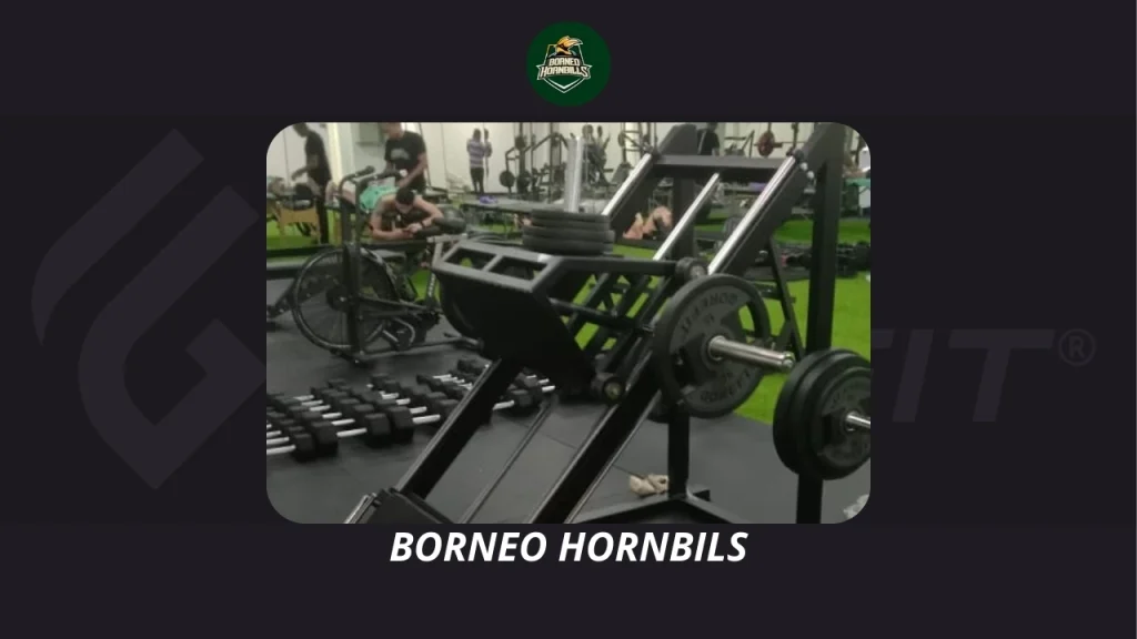 BORNEO HORNBILS